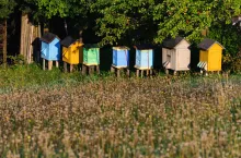 pszczelarstwo, ule na łące