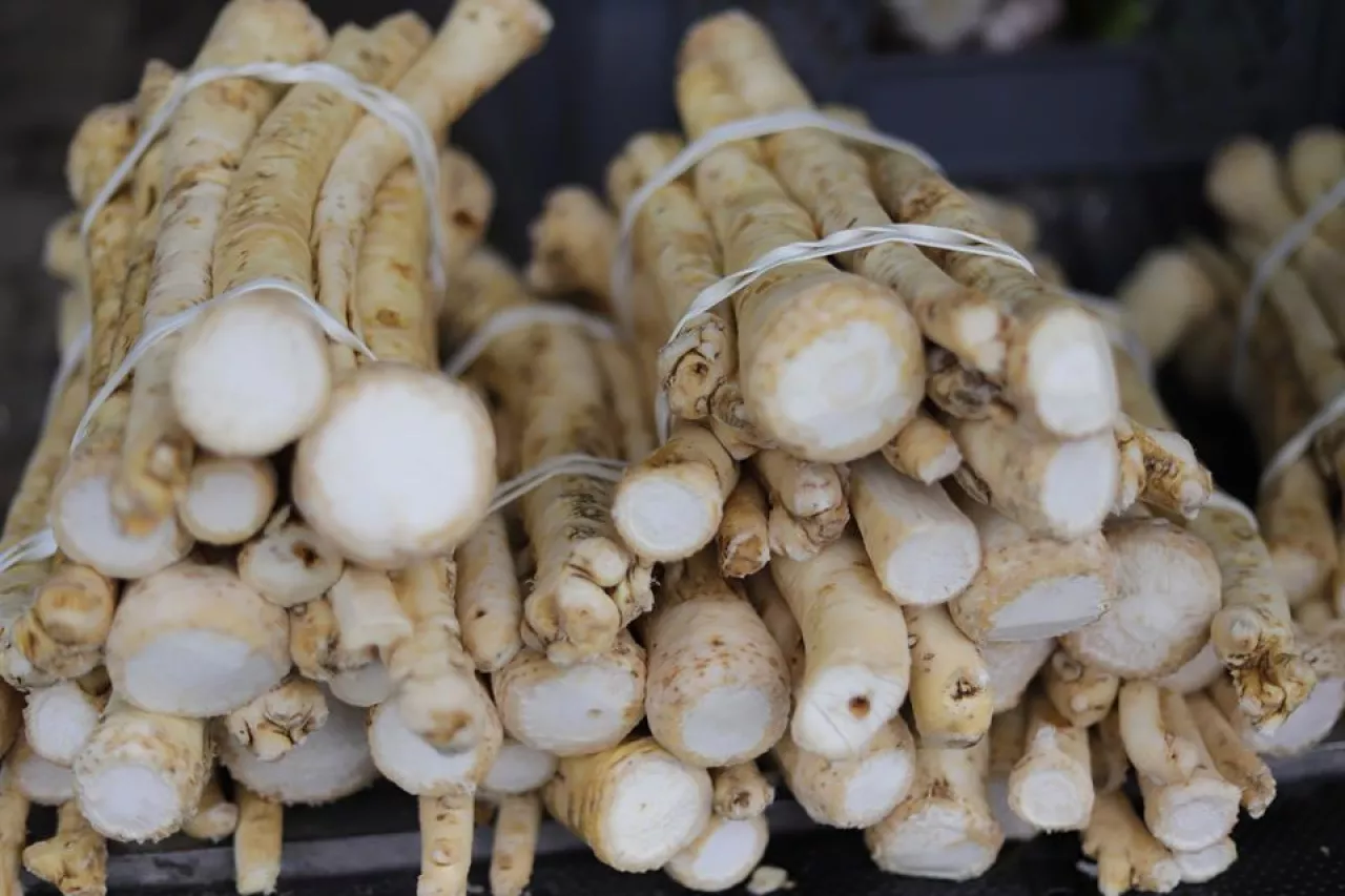 Jak uprawiać chrzan? Sprawdź, ile można na nim zarobić