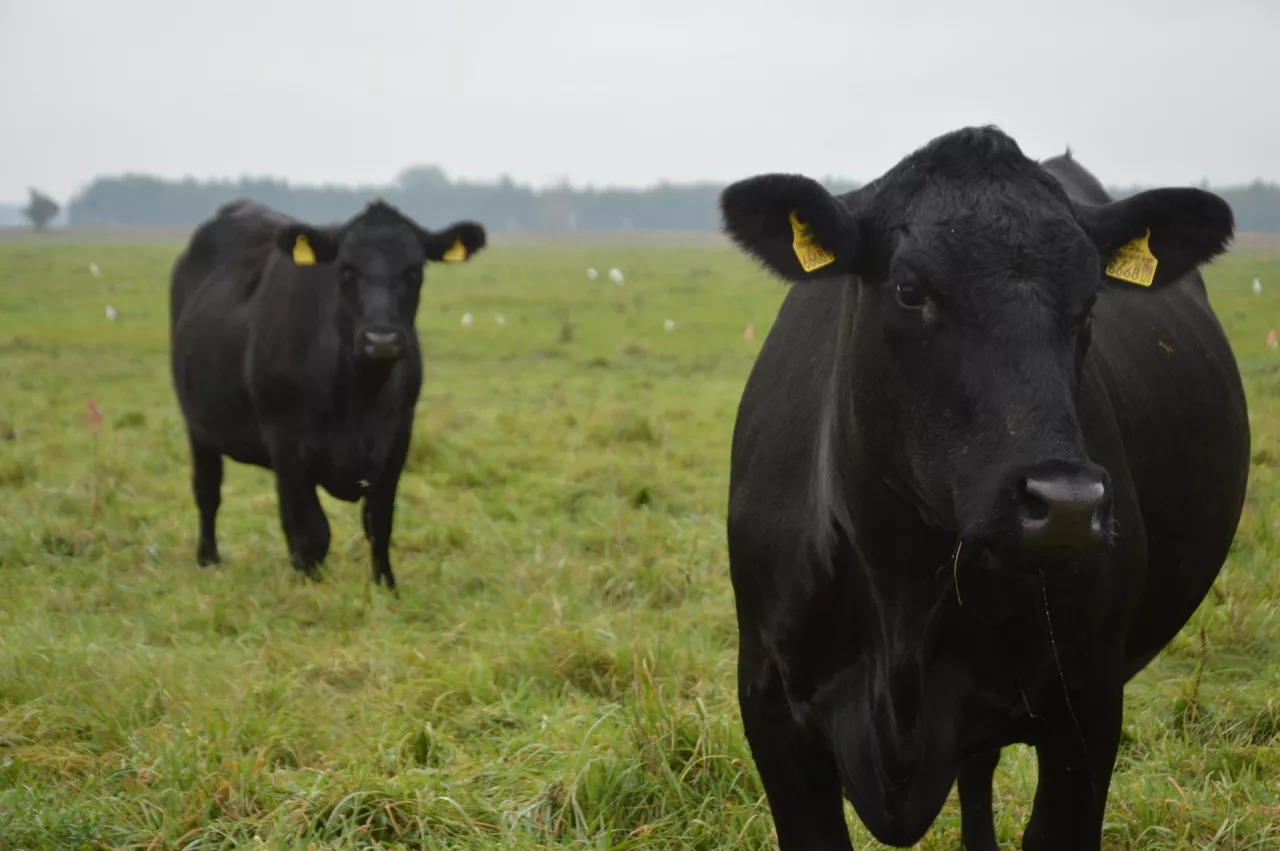diwe krowy rasy aberdeen angus na pastwisku