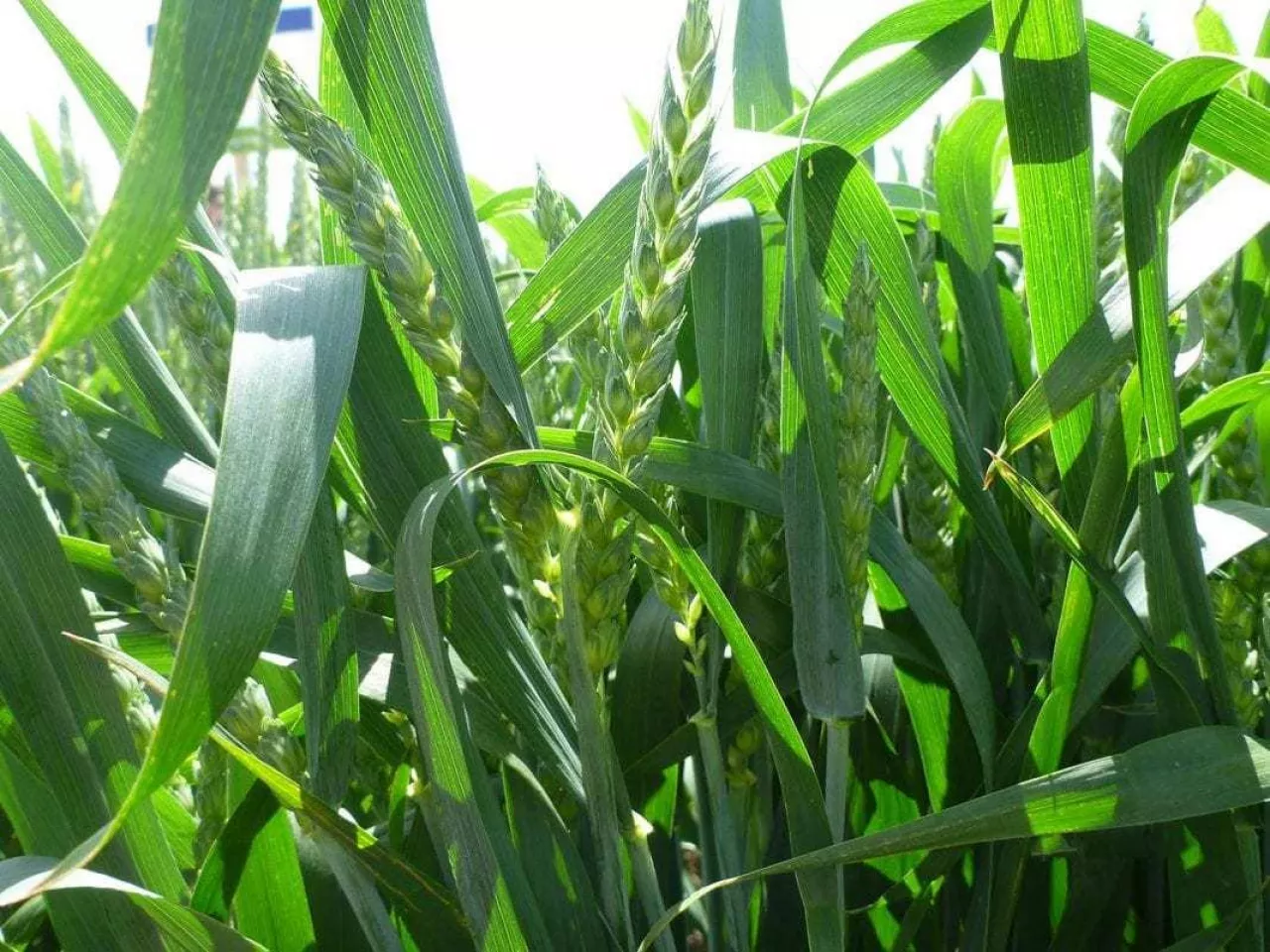 nawożenienawożenie pszenicy druga dawka azotu trzecia dawka azotu nawożenie azotem dawka azotu a plon białka pszenicy