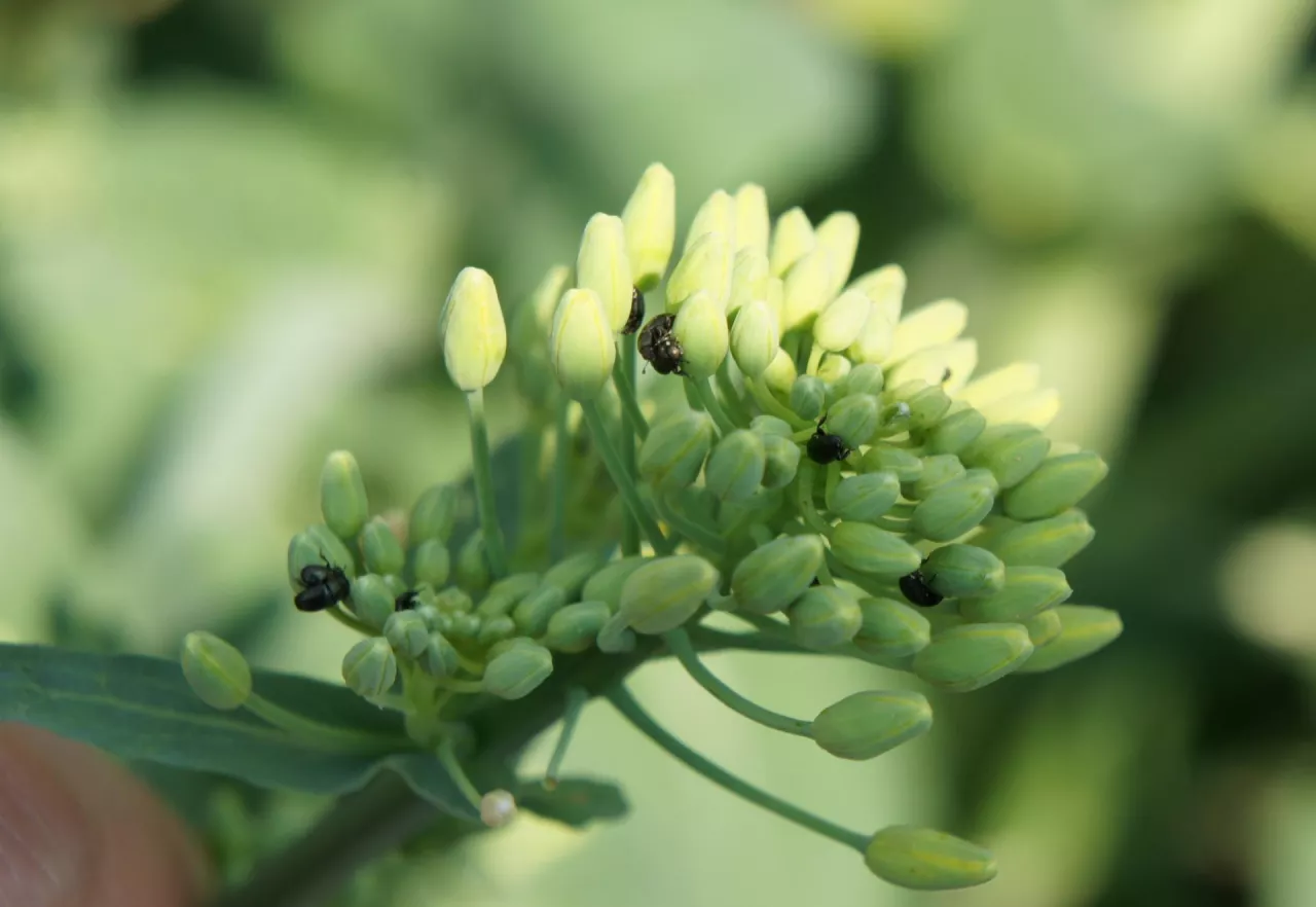 Słodyszek już nalatuje na rzepak, chociaż wiele plantacji nie jest w odpowiedniej dla niego fazie. Koniecznie należy wzmóc monitoring, zarówno z pomocą żółtych naczyń, jak i lustrację pąków roślin