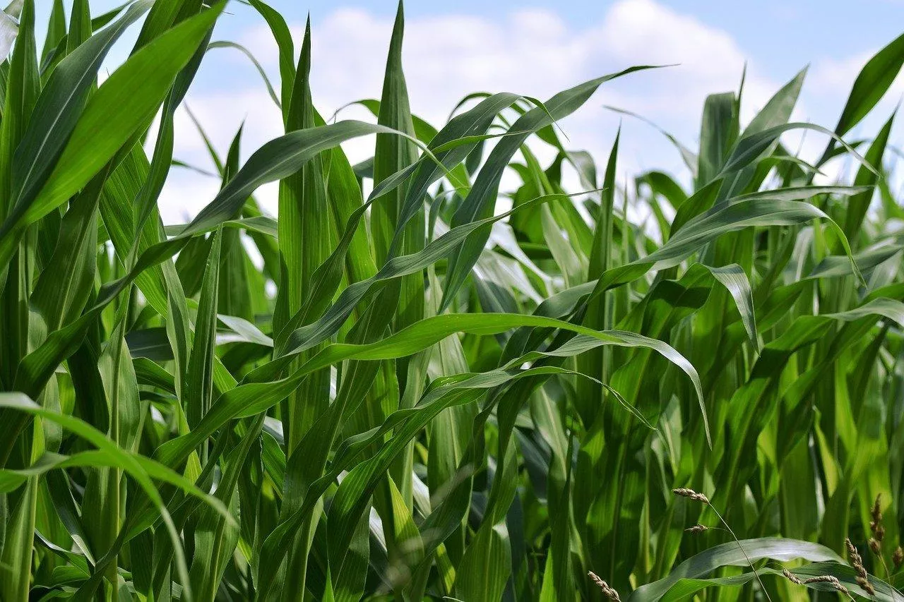 Zielone liście kukurydzy rosnącej na polu w słoneczny dzień.