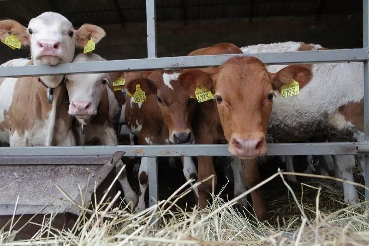 Młode cielęta w oborze – zwierzęta stoją przy barierce, oznakowane kolczykami. Na pierwszym plane ściółka ze słomy.