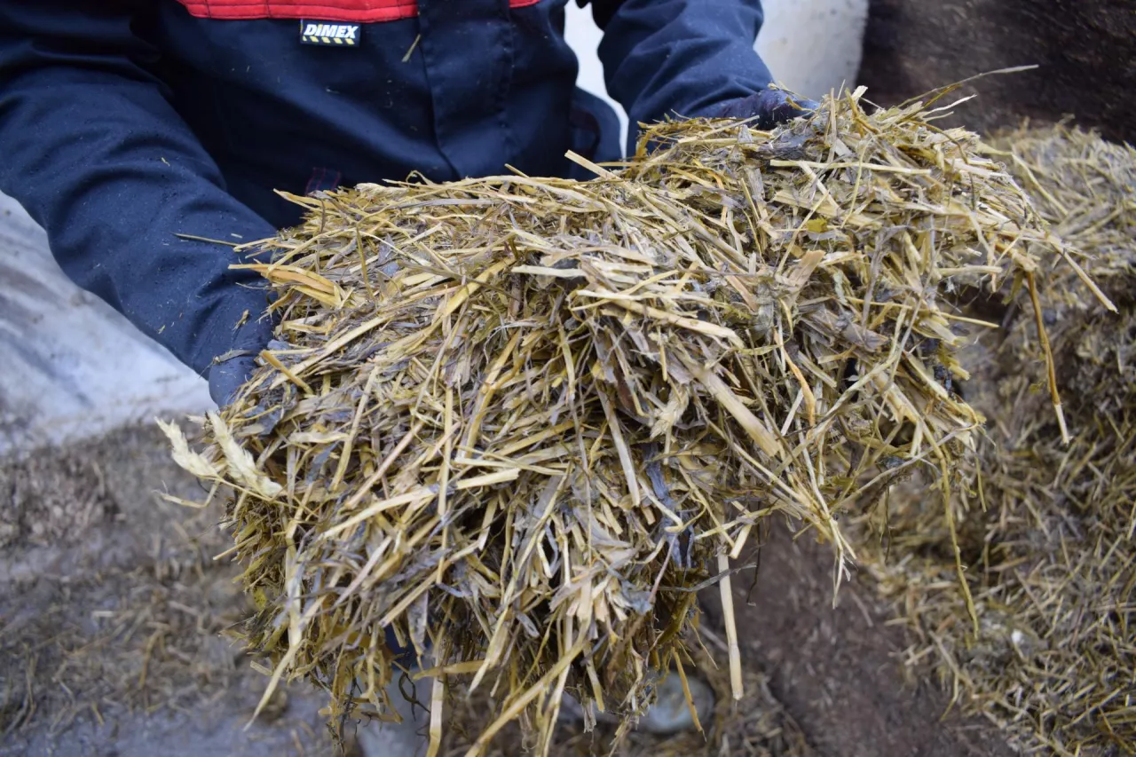 Owies w mieszance na sianokiszonkę najlepiej zbierać w fazie mlecznej albo początku mleczno-woskowej.