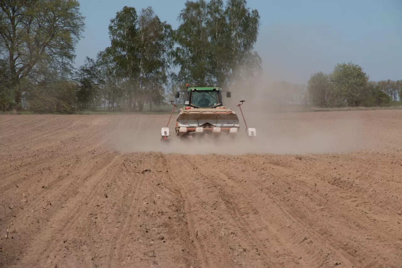 susza siew kukurydzy