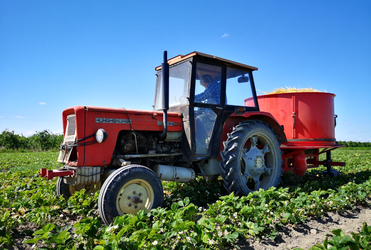 C-360 w pracy na plantacji truskawek