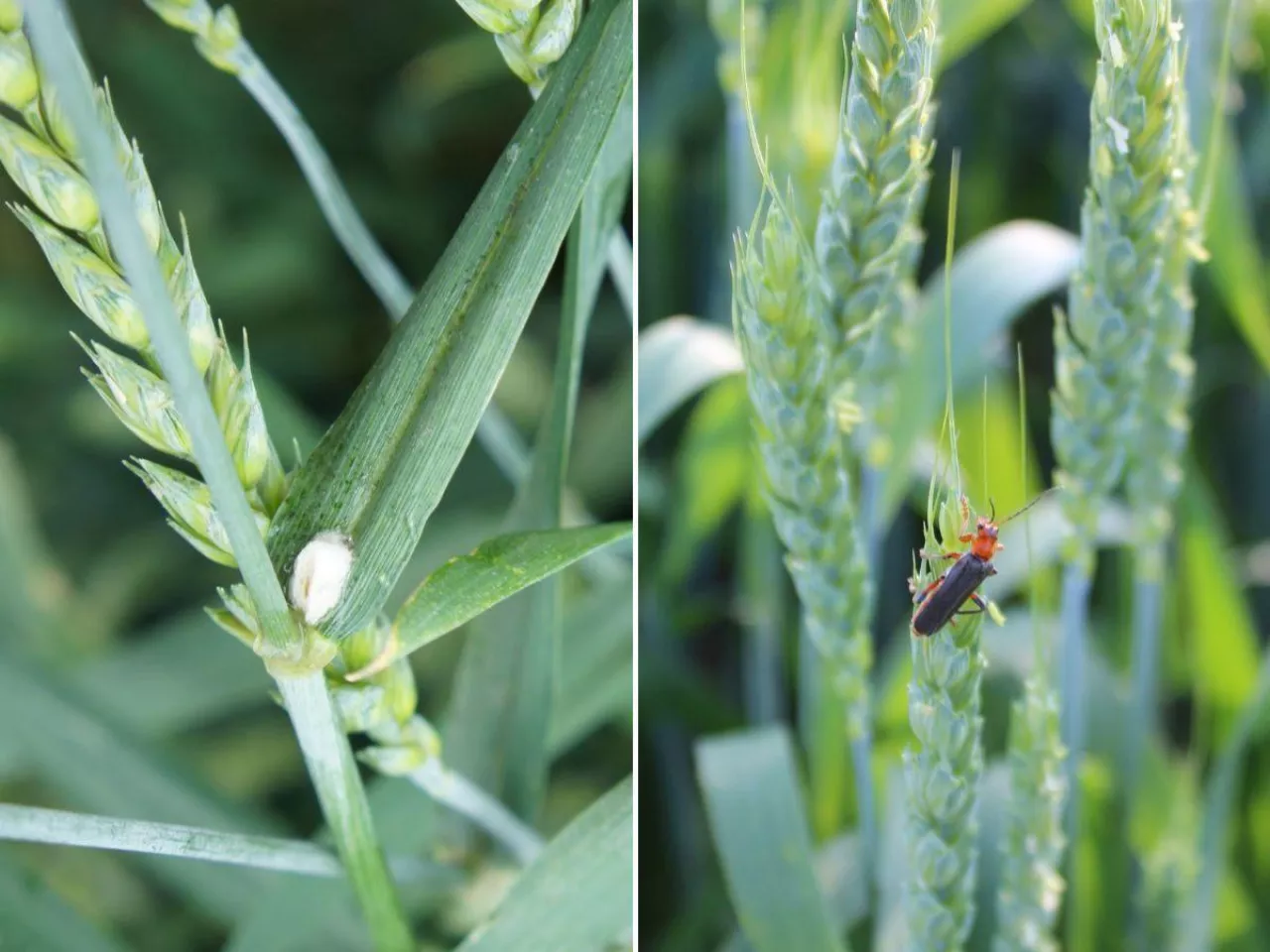 Skrzypionki w zbożach