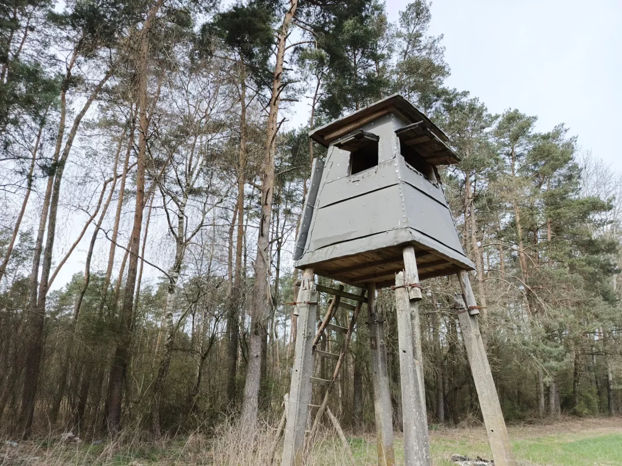 Wirus ASF jest wyjątkowo odporny i może przetrwać w środowisku przez długi czas