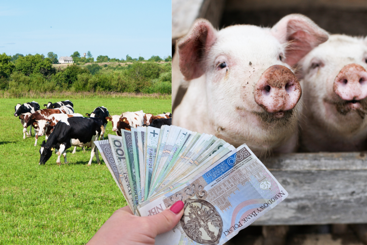 Dobrostan zwierząt: ruszyły wypłaty z ARiMR. Rolnicy liczą, ile stracą