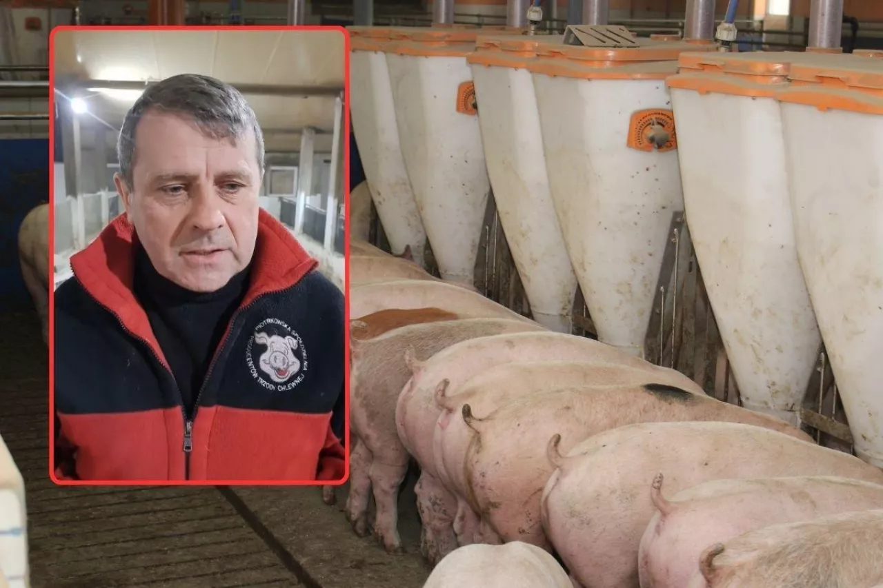 Tylko 400 zł za tucznika, choć w Polsce brakuje świń. Rolnicy pytają: co tu się dzieje?