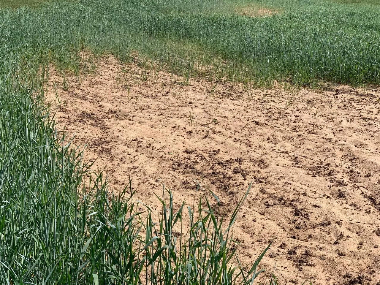 Zboże rosnące wokół suchej, jałowej łaty piasku na polu uprawnym.