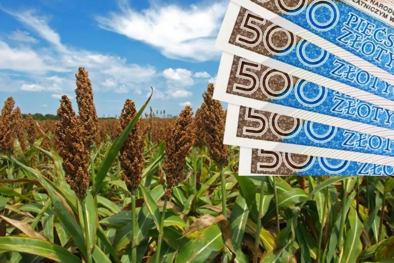 sorgo uprawa ekologiczna 