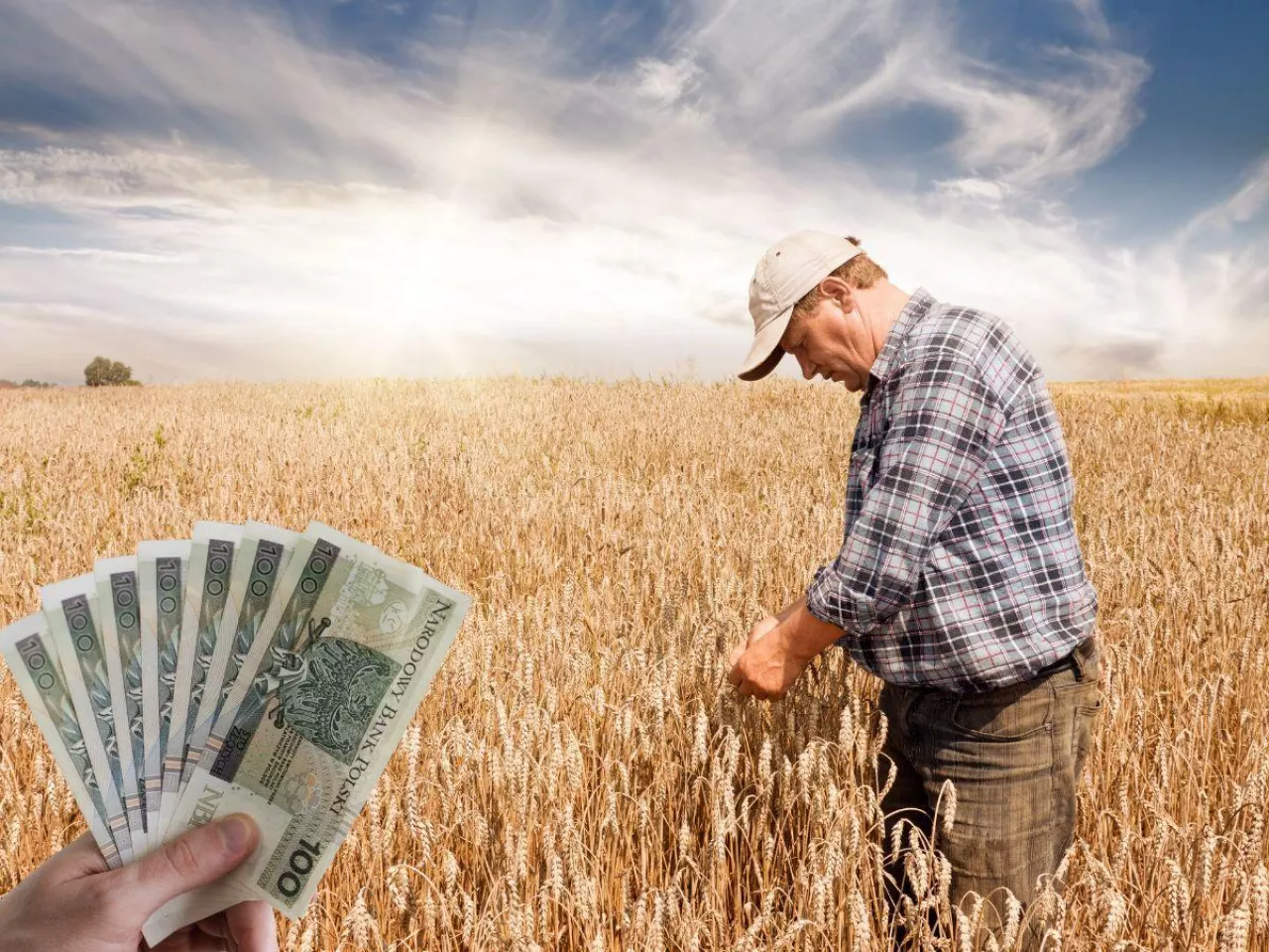 starszy rolnik na polu, po lewej banknoty polskie