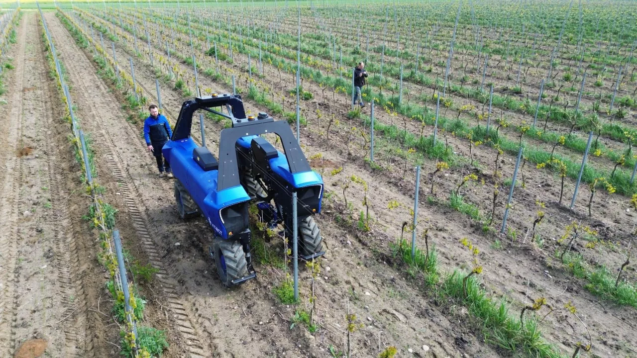 autonomiczny robot BAKUS na plantacji winorośli