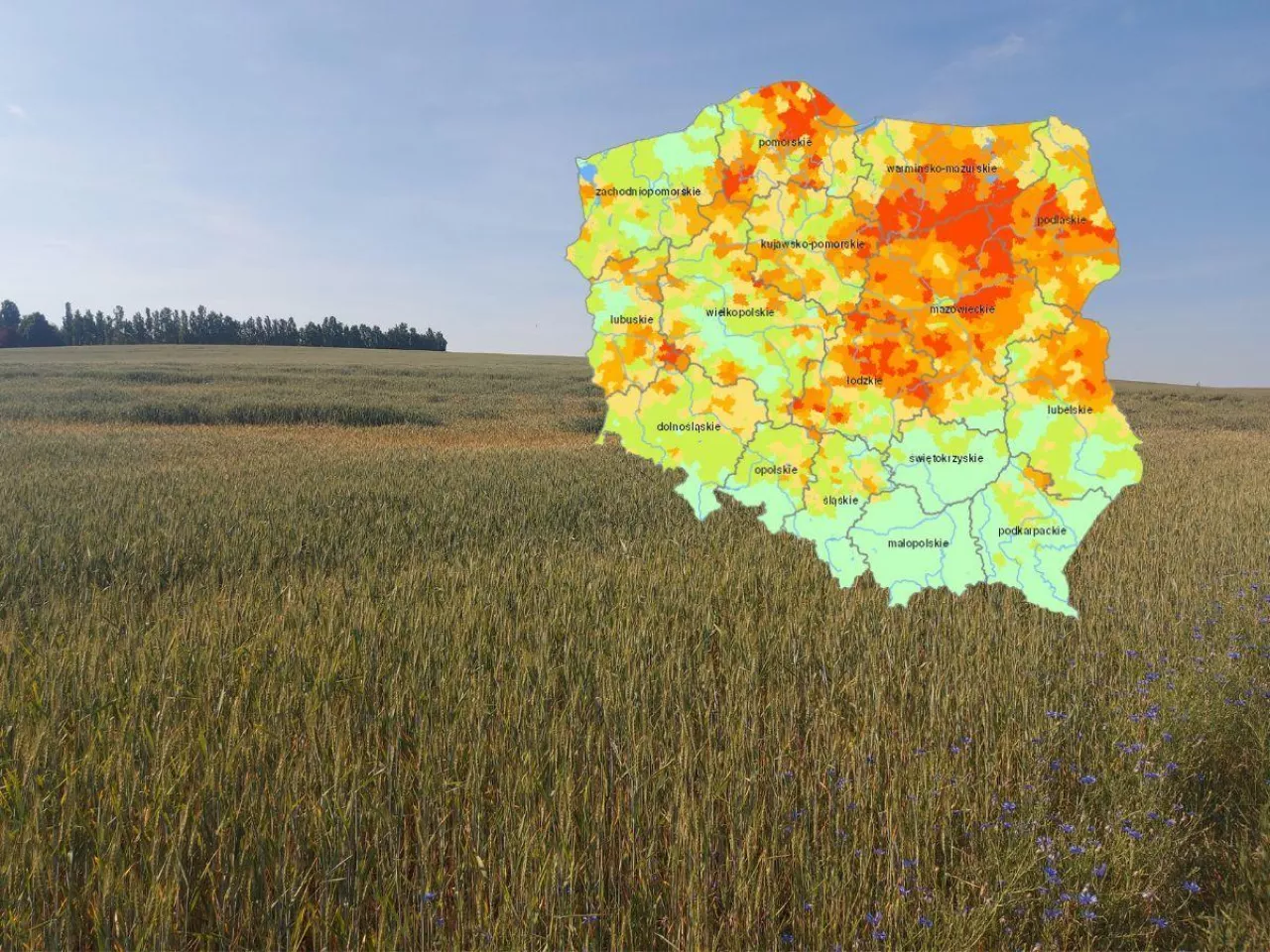 Pogłębia się susza w Polsce