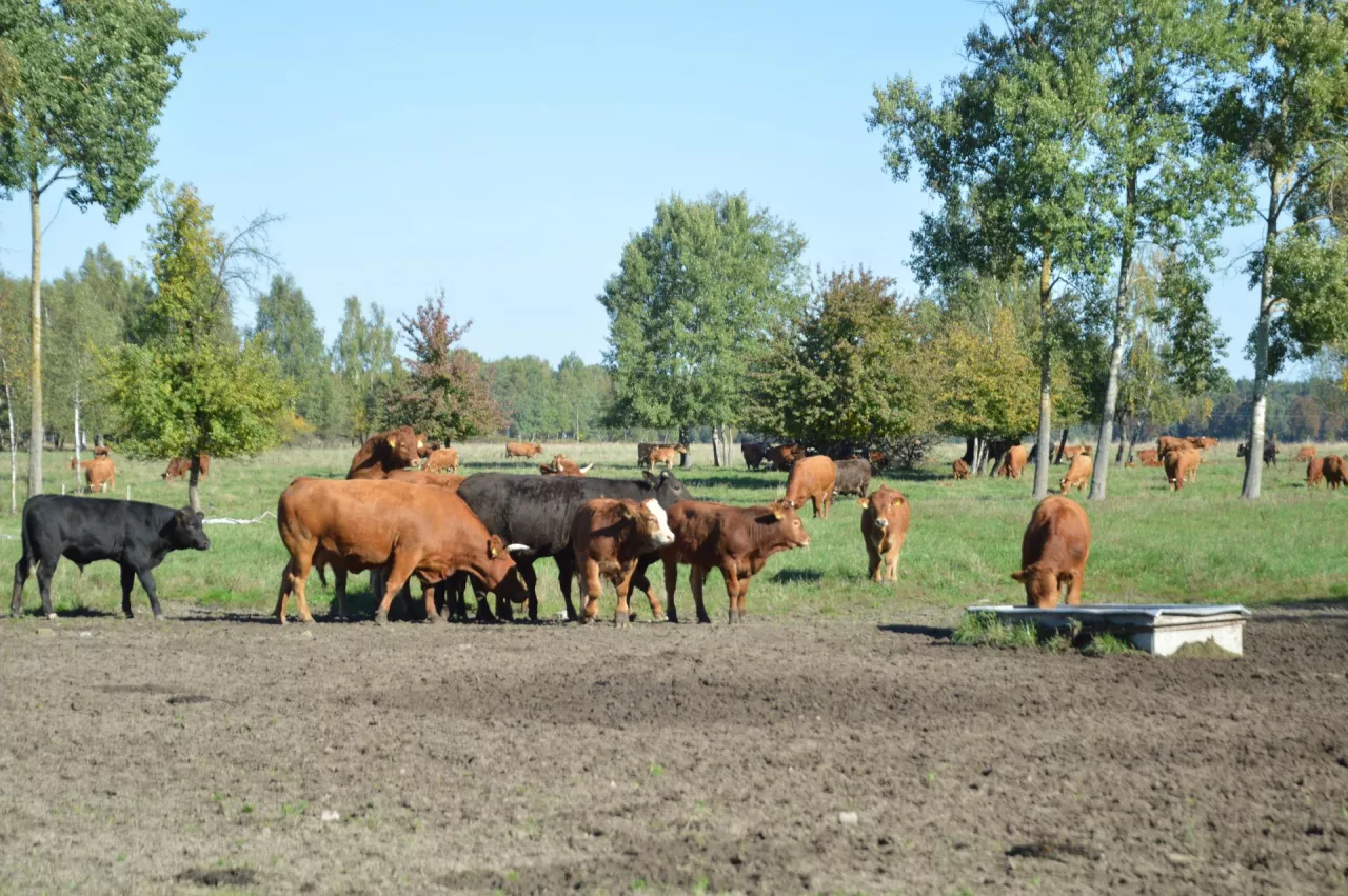 pastwisko, bydło, poidło, pastwisko z krowami