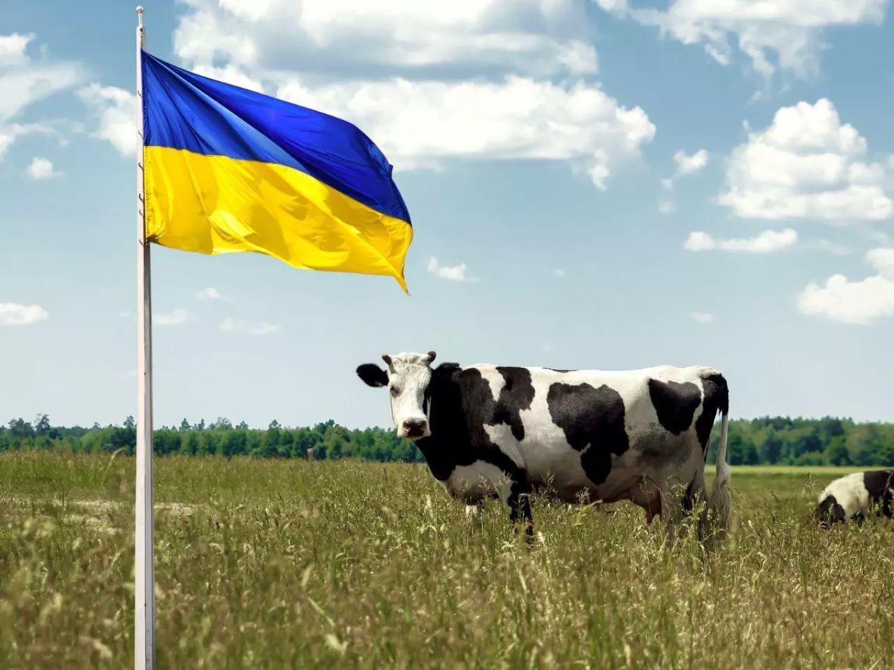 Ukraina chce podwoić eksport mleka. Powstanie 100 nowych ferm i 40 mleczarni