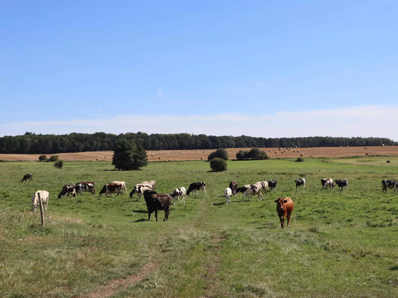 bydło mleczne, pastwisko, wypas