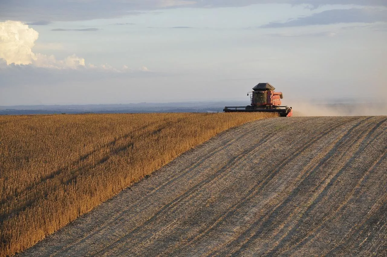 Kombajn zbierający soję na polu podczas żniw