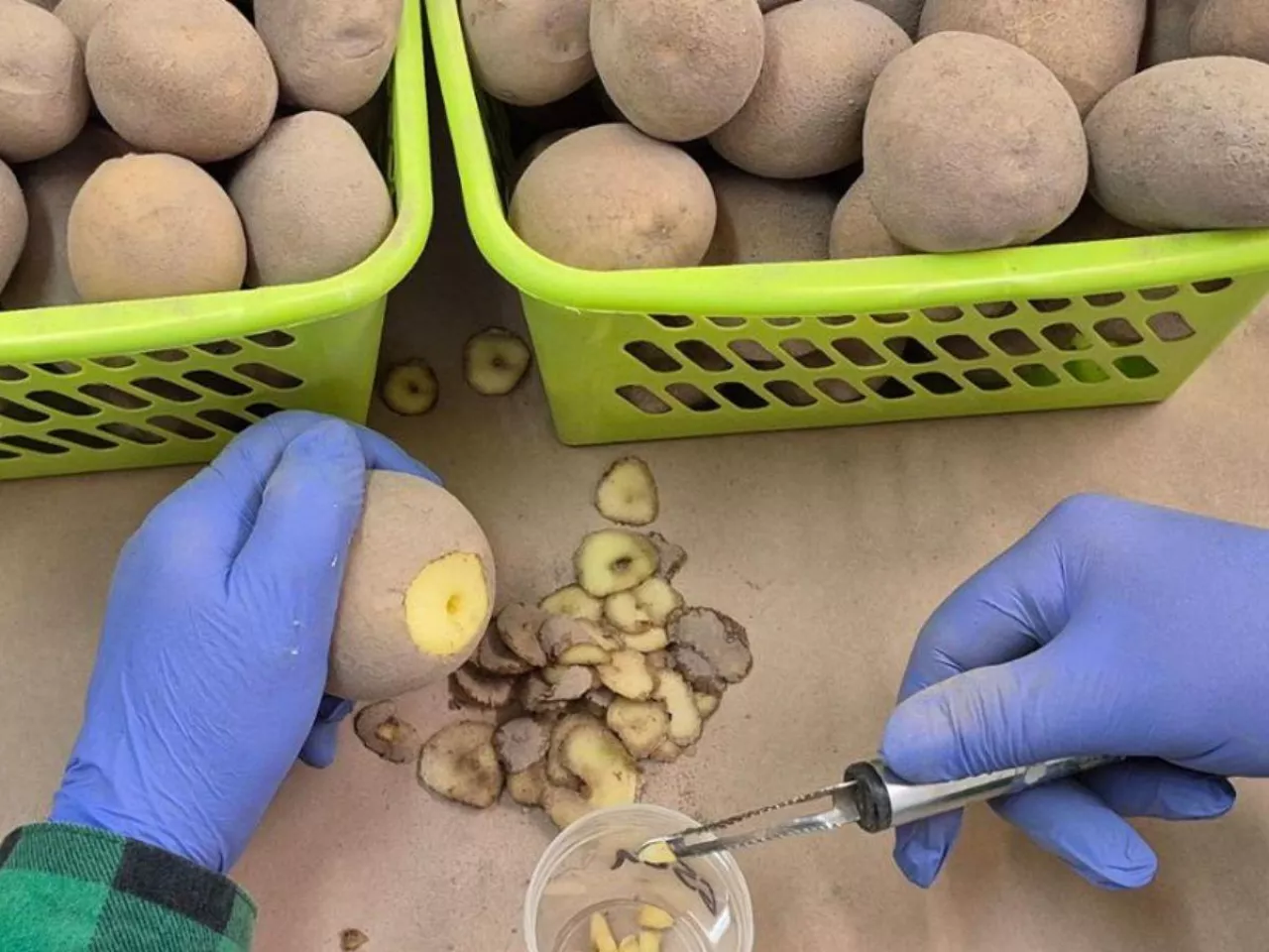 Badania ziemniaków tańsze o 90%. Skorzystało z nich tylko trzech rolników