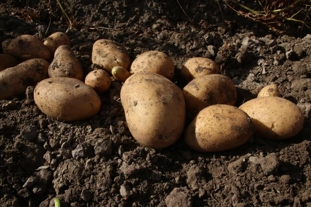 ziemniaki bulwy mikrobiom glebowy i na bulwach