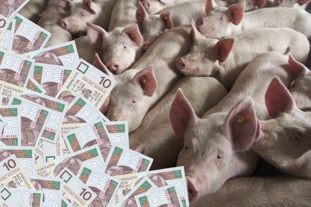 Ceny świń zaczynają spadać? Sprawdź stawki w skupach z 14 sierpnia [SONDA]