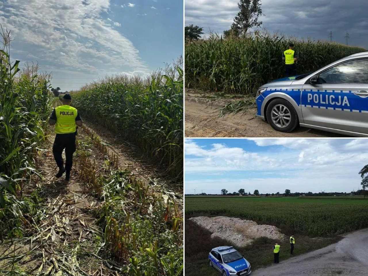 Policja pilnuje pól kukurydzy. Są patrole i dron
