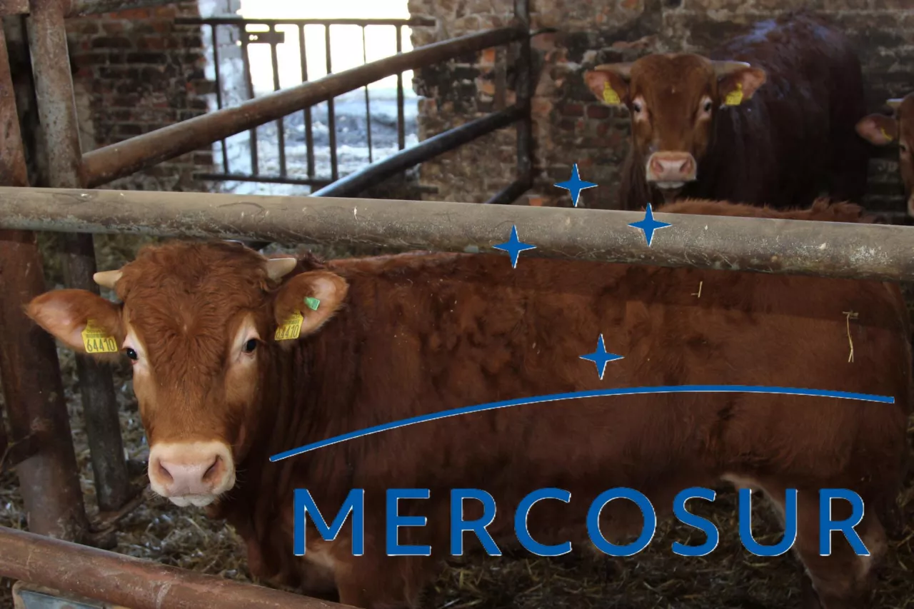 bydło męsne w oborze, na pierwszym planie logotyp Mercosur