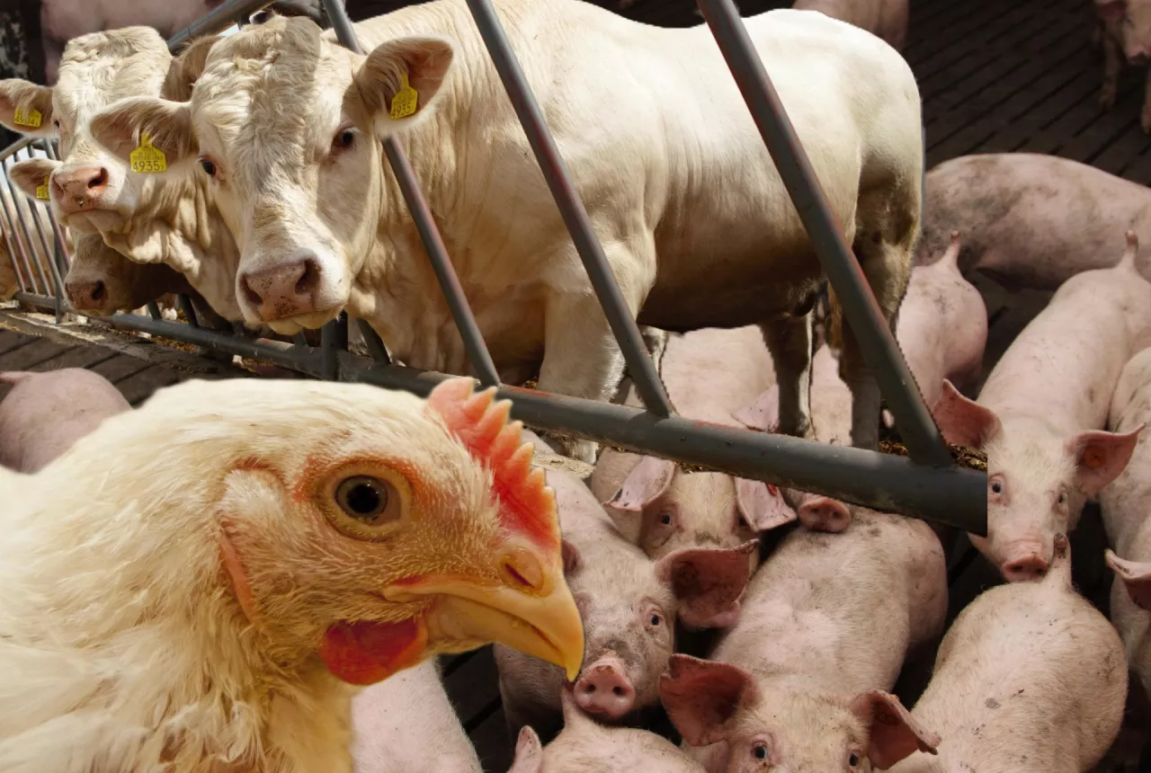 Stabilna produkcja zwierzęca ma znaczenie nie tylko dla bezpieczeństwa żywnościowego, ale również dla funkcjonowania lokalnych społeczności