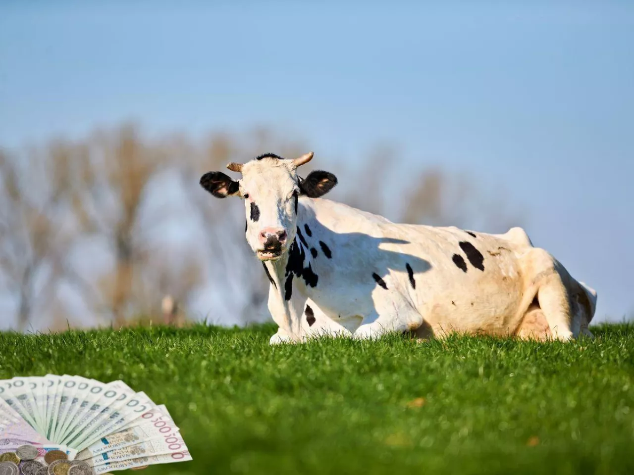 Koniec z mlekiem poniżej kosztów produkcji? Rolnicy chcą zakazu w całej UE