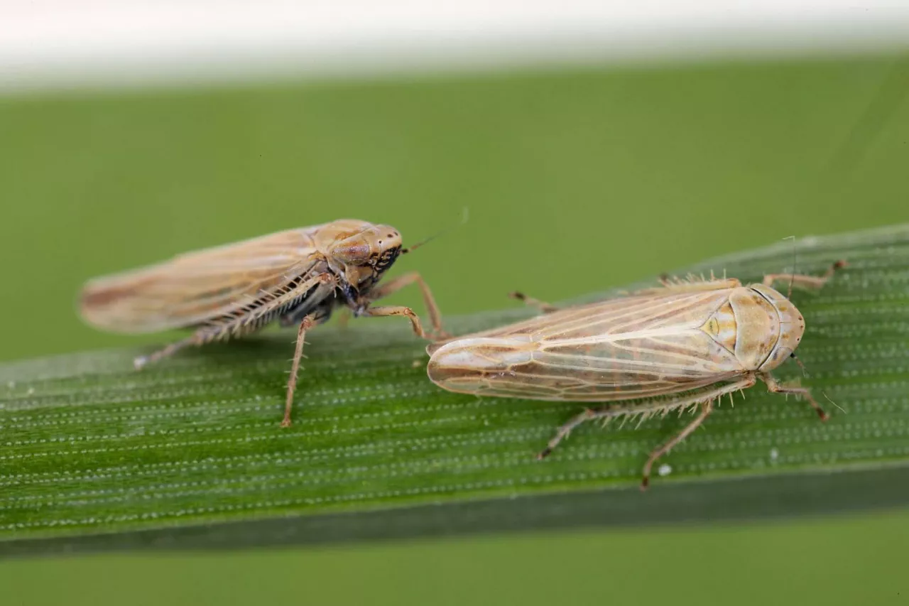 Cicadula placida