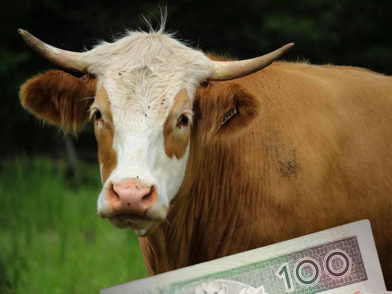 bydło bos taurus, polski banknot u dołu